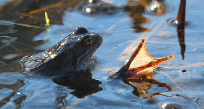 żaba moczarowa (Rana arvalis)