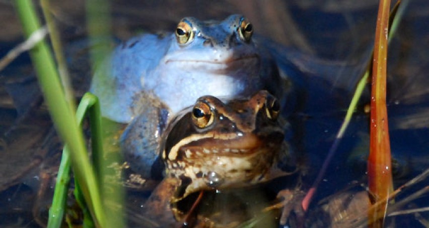 żaba moczarowa (Rana arvalis)