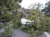 Drzewo przewróciło się na samochód w Olsztynie [Zdjęcia]