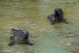 Zoo w Poznaniu: Gady, wielbłądy, foki i pokaz karmienia aligatorów już w weekend