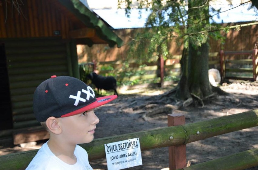 Poznawali atrakcje nowotomyskiego Ogrodu Zoologicznego