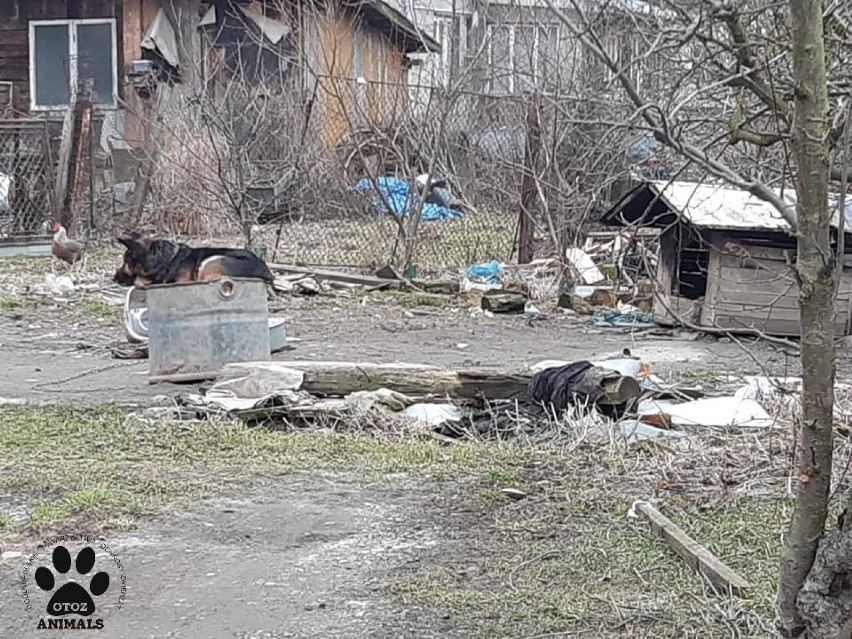 Sunia wstępnie została oceniona na około 10 lat. Jest bardzo...