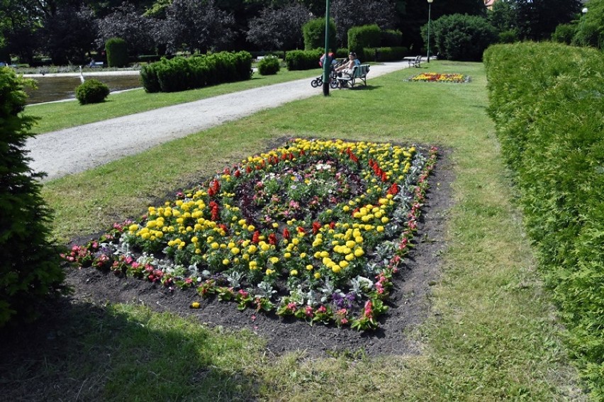  Wiosenne nasadzenia kwiatów w centrum i w parku Legnicy  [ZDJĘCIA]