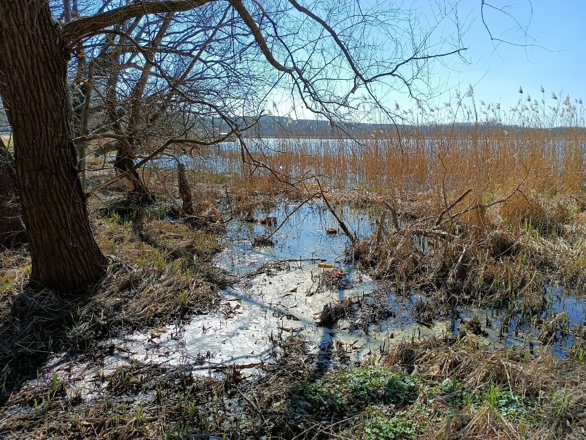 Czy Jezioro Łoniewskie zostało czymś zanieczyszczone? 