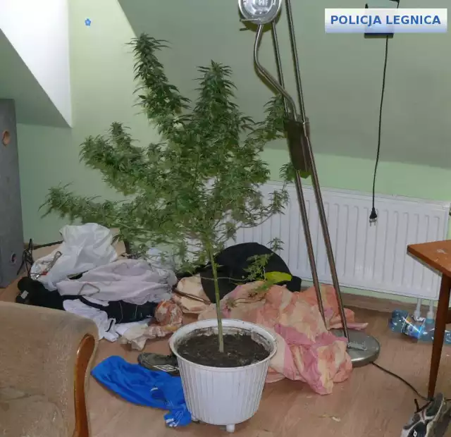 KMP Legnica. Poszukiwani i z narkotykami
