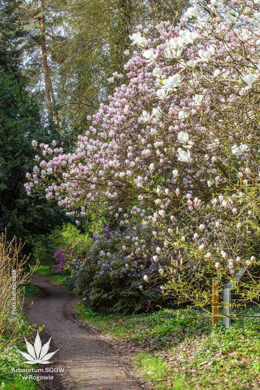 Wiosną Arboretum wygląda wyjątkowo pięknie