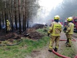 Pożar młodnika w okolicach miejscowości Cieszyno [ZDJĘCIA]                                                                                  