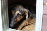 PSIOmoc sąsiedzka czyli akcja schroniska dla zwierząt w Bełchatowie