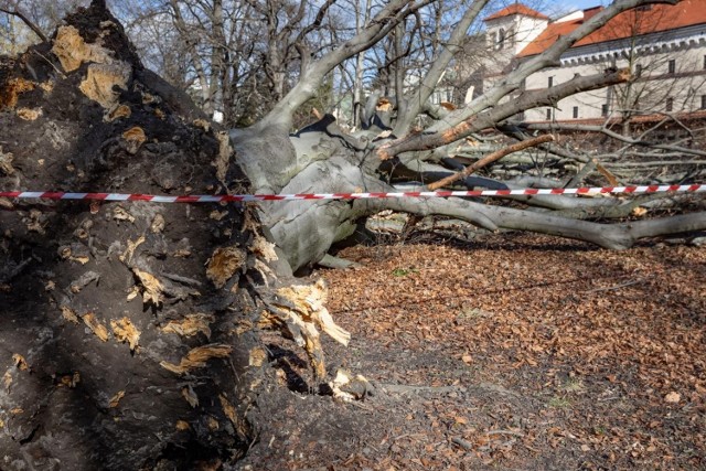 Silny wiatr powalił potężne drzewo na Plantach