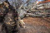Kraków stracił przez wichurę piękny pomnik przyrody. Silny wiatr powalił największe drzewo, jakie rosło na Plantach