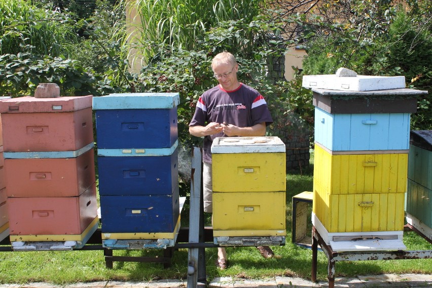Pszczelarze przyciągną turystów do Jastrzębia? [WIDEO+ZDJĘCIA]