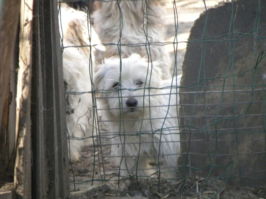 Psy z pseudohodowli trafią do schroniska w Wojtyszkach