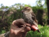 Ptasie Osiedle w Chodzieży: W budkach nad Jeziorem Miejskim mieszka aż 240 ptaków [ZDJĘCIA]