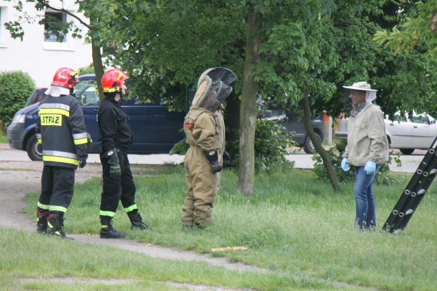 Strażacy usuwali gniazdo owadów błonkoskrzydłych na ul. Fabrycznej [ZDJĘCIA]           