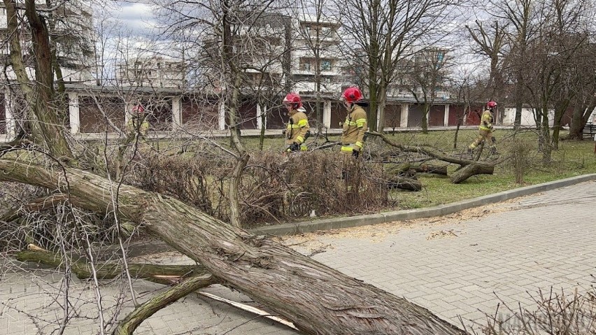Opolscy strażacy wyjeżdżają głównie do powalonych drzew.