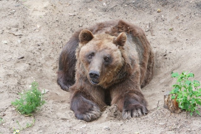 Od 19 czerwca w Nowym i w Starym Zoo w Poznaniu można już odwiedzać zwierzęta. Zrobił to w sobotę nasz fotoreporter. 

Kolejne zdjęcie --->