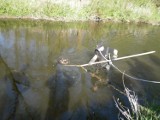 Utopił psa w rzece. Sprawca przywiązał do szyi psa betonowy pustak i wrzucił go do nurtu rzeki Redy