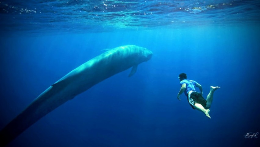 Gra Niebieski Wieloryb i jej przerażające zadania - sprawą zajęła się gliwicka prokuratura