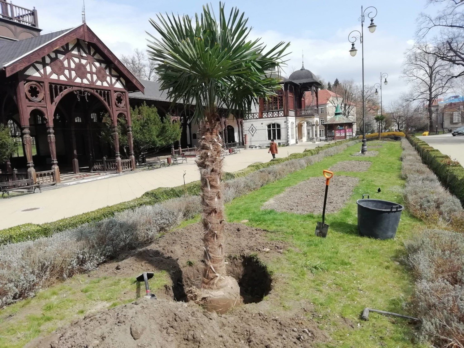 Sadzą palmy na Dolnym Śląsku! Wiemy, skąd je biorą i gdzie rosną [ZDJĘCIA]  | Wałbrzych Nasze Miasto