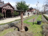 Sadzą palmy na Dolnym Śląsku! Wiemy, skąd je biorą i gdzie rosną [ZDJĘCIA]   