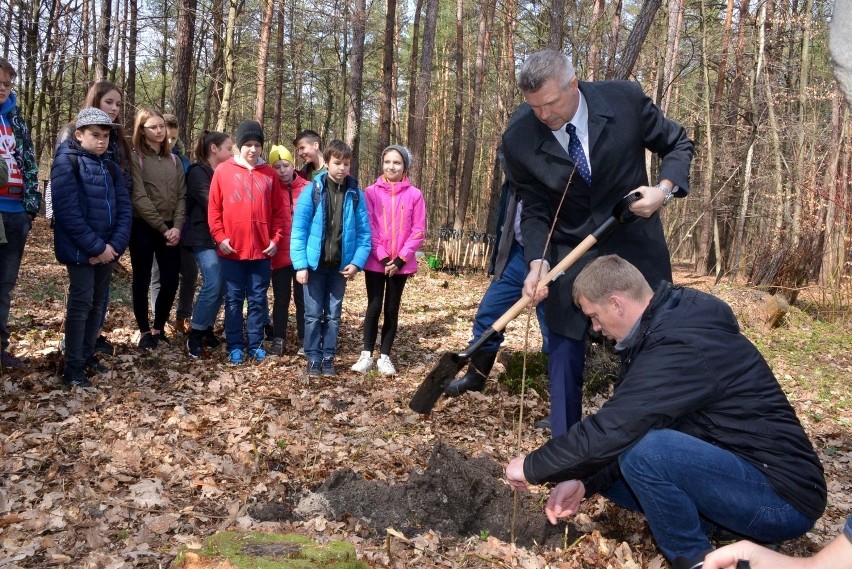 Prezydent Kielc Bogdan Wenta wspólnie z uczniami sadził drzewa - dęby i platany (WIDEO, ZDJĘCIA)