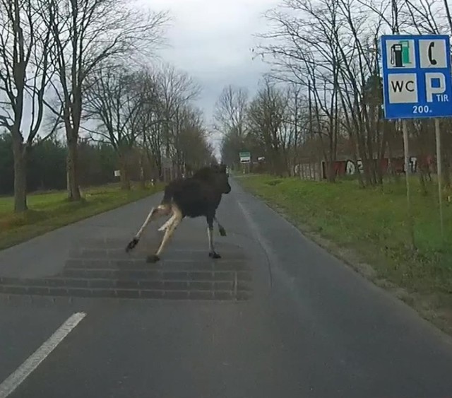 Uwaga na łosie! Leśnicy z Poddębic apelują