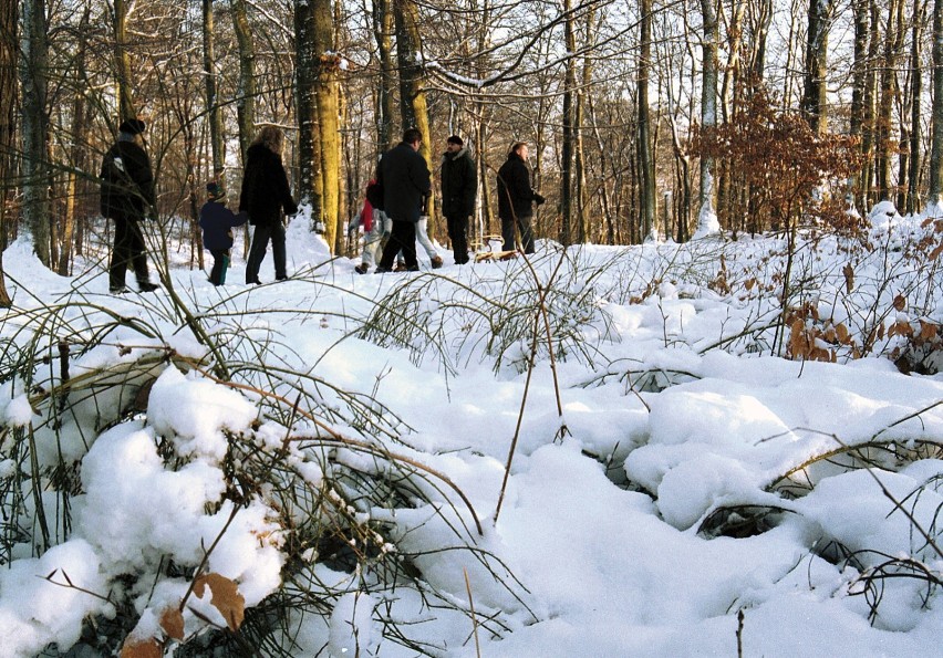 Nadleśnictwo Gdańsk policzyło ludzi w trójmiejskich lasach. Jeżdżą, biegają, spacerują...