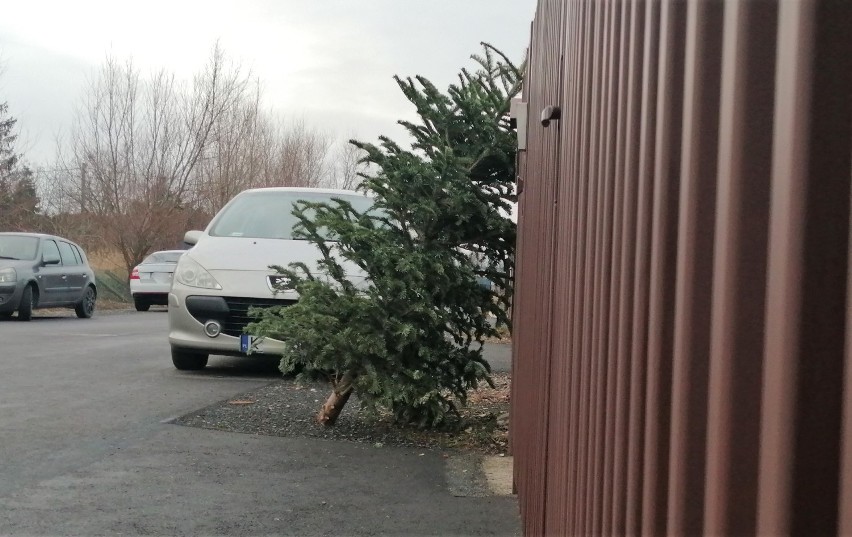 Co zrobić ze świąteczną choinką? W Tarnowie rozpoczyna się zbiórka drzewek, które zdobiły nasze domy