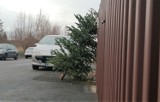 Co zrobić ze świąteczną choinką? W Tarnowie rozpoczyna się zbiórka drzewek, które zdobiły nasze domy