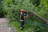 Orkan Ksawery w Bielsku-Białej: blisko 30 interwencji strażaków