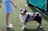 Międzynarodowa Wystawa Psów Rasowych w Łodzi. International Dog Show na ChKS Łódź [ZDJĘCIA]