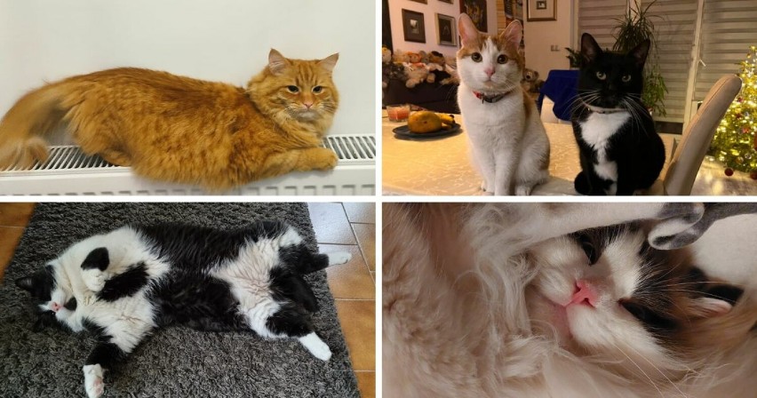 Oto piękne kociaki naszych Czytelników. Zobacz zdjęcia