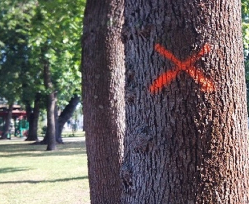 Przy drodze Świdnica – Strzegom ma zniknąć aż 139 drzew! Wycinka poprawi bezpieczeństwo?