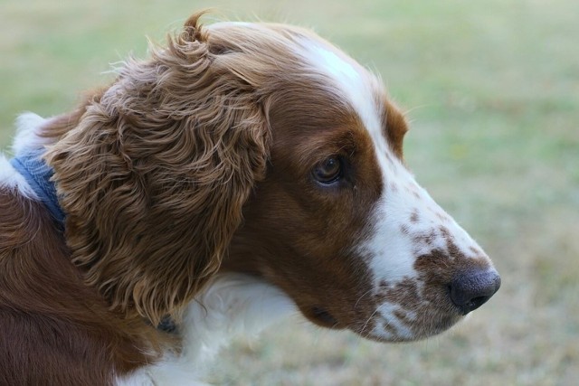 13. springer spaniel