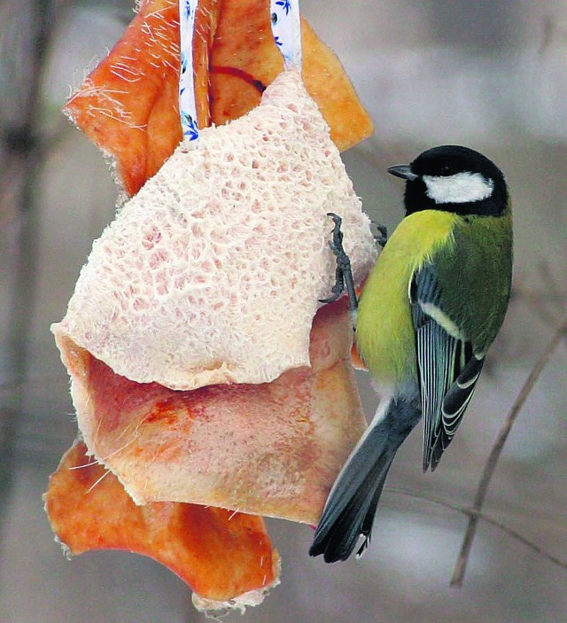 Dokarmianie ptaków pomoże przetrwać im zimę
