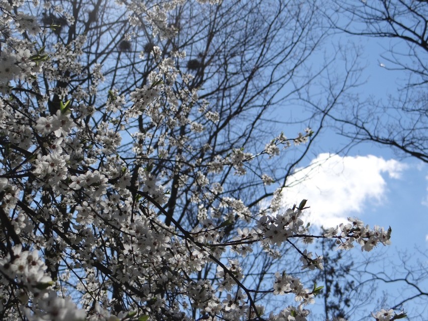 Wiosna 2021 w Radomsku. Kwitną już drzewa, krzewy, kwiaty na klombach