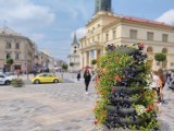 Pelargonie, petunie, smagliczki i nie tylko. Lublin ozdobią nowe kwiaty