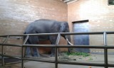 Słoń w Śląskim Ogrodzie Zoologicznym