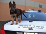 Psy policyjne też kiedyś były po raz pierwszy w pracy [ZDJĘCIA]