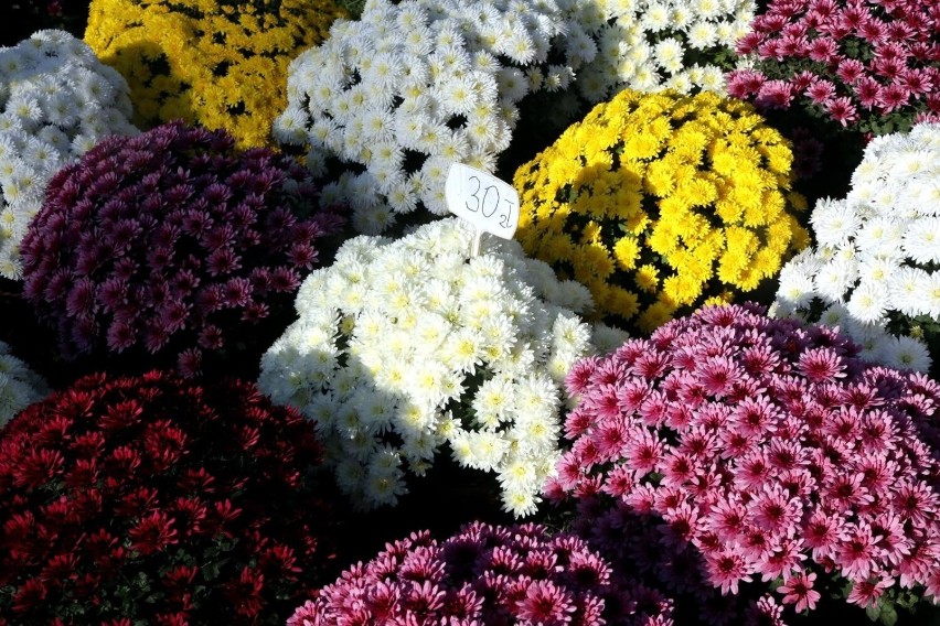 Chryzantemy to jedne z najpopularniejszych kwiatów, które...