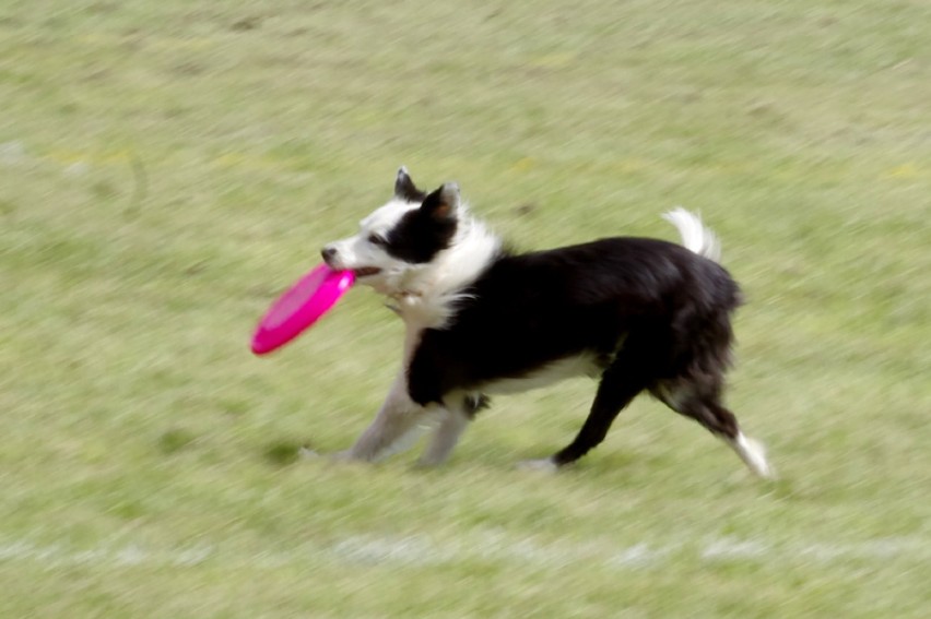 Dog Show Disc Cup 2012 - Poznań - eliminacje