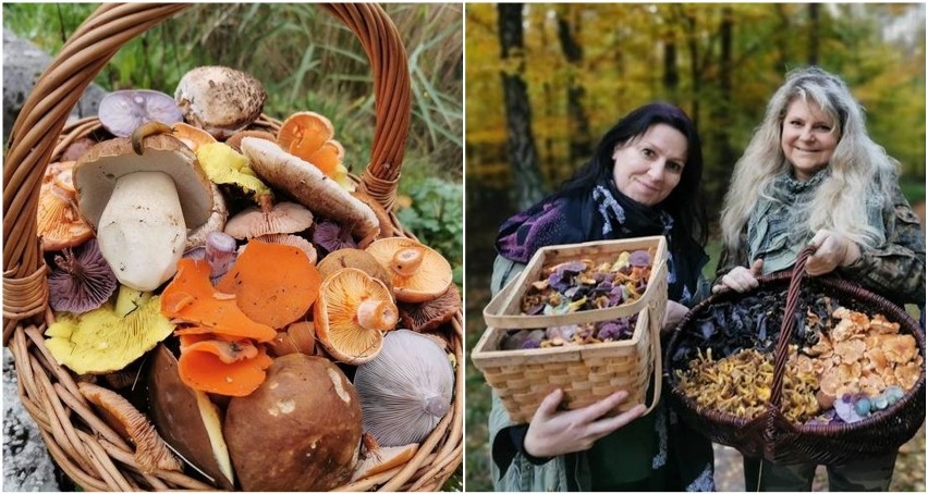 Takie grzyby znaleźli nasi czytelnicy w 2020 roku! To był dobry sezon w naszych lasach [ZDJĘCIA]