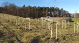 Posadzili dziesiątki drzew w gminie Grębocice. Rosną przy szkole i grodzie Dziadoszan