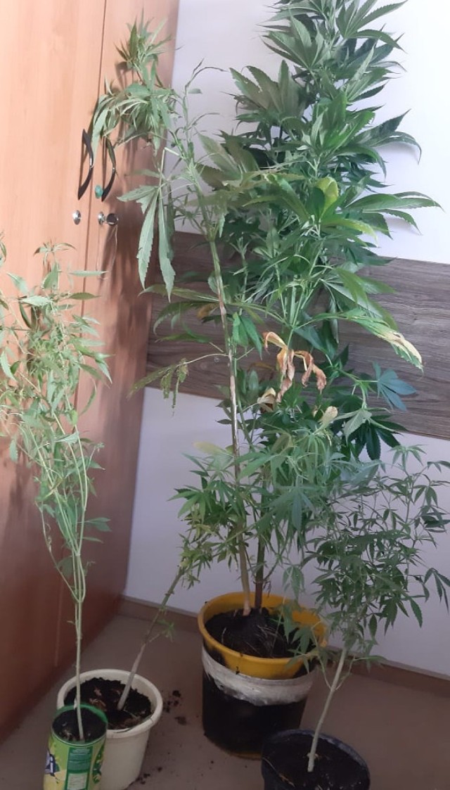 Policjanci z Brodnicy w mieszkaniu 24-latka znaleźli 5 krzewów konopi oraz 8 gramów gotowego suszu