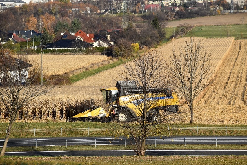 Potężna plantacja kukurydzy znajduje się pomiędzy południową...