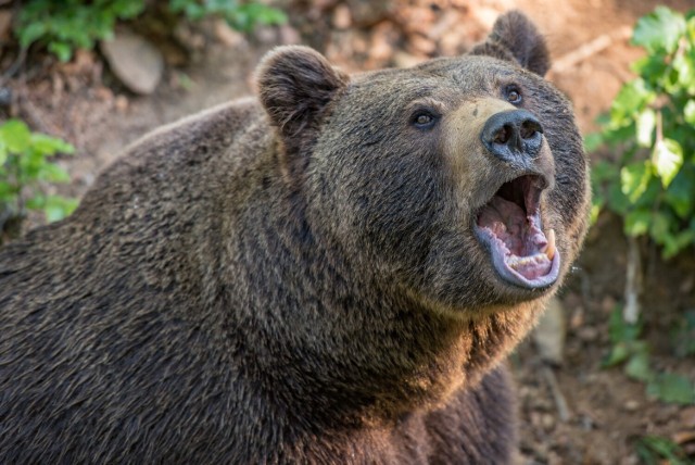 Niedźwiedź brunatny - zdjęcia ilustracyjne