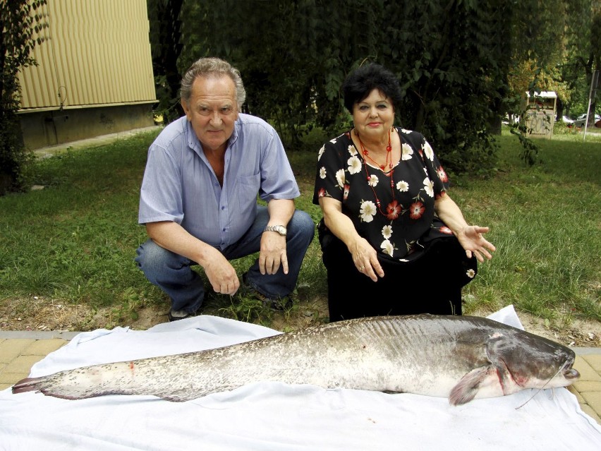 Złowił suma długości 172 cm w Zalewie Zemborzyckim (zobacz zdjęcia)