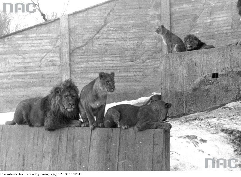 Warszawskie zoo na archiwalnych zdjęciach