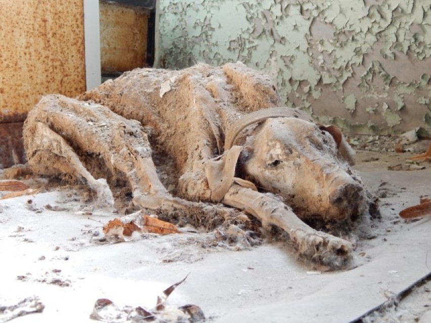 Pies znaleziony w jednym z bloków w Prypeci, który nie doczekał powrotu swoich ewakuowanych właścicieli