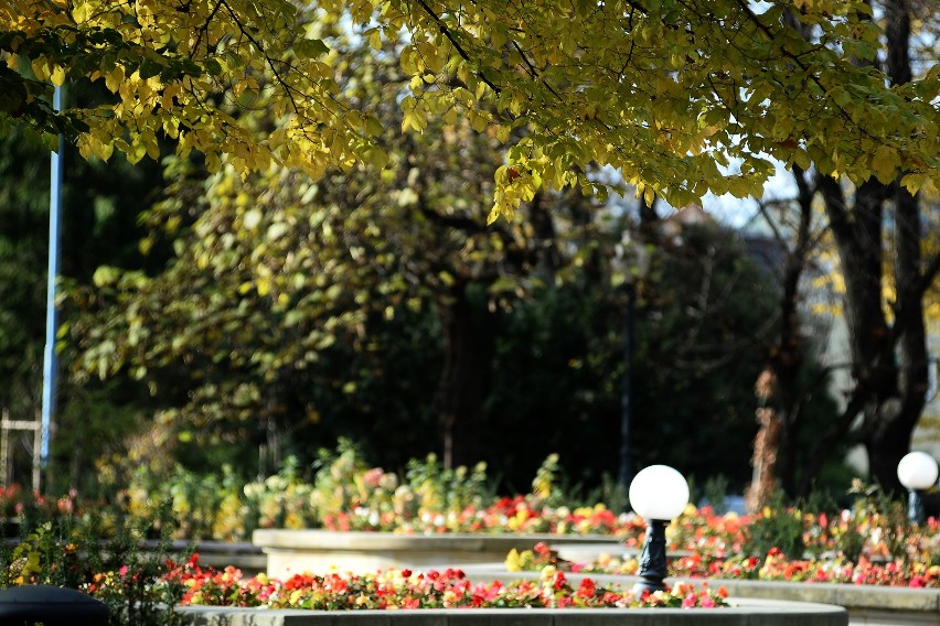 Złota polska jesień w listopadzie w Parku Miejskim w Jaśle.